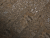 SPC ламинат FastFloor Stone FST-215 Белуха